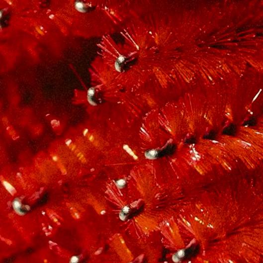 Signature brow wax pkg (6)